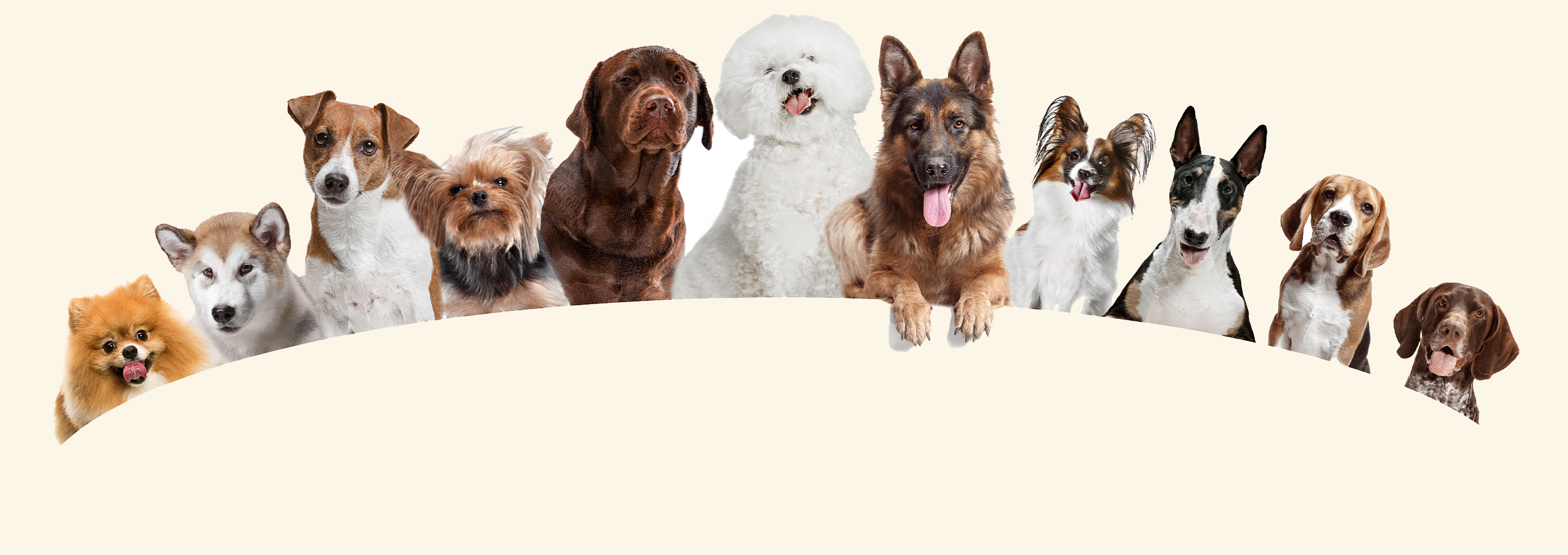 Wuffi Studio Hundesalon