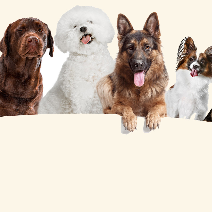 Wuffi Studio Hundesalon